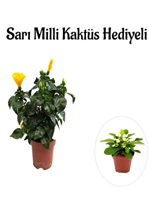 Sarı Renk Japon Gülü Çiçeği Sevgililer Gününe Özel Sarı Milli Kaktüs HEDİYELİ