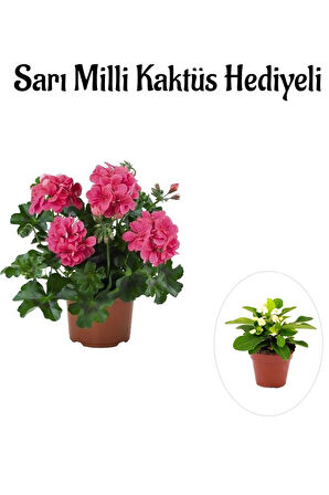 Hediyelik Pembe Sakız Sardunya Çiçeği Fidanı Sevgililer Gününe Özel Sarı Milli HEDİYELİ