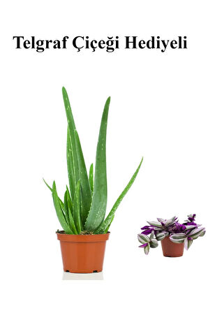 Parlak Dolgun Formlu Aleovera Bitkisi Sevgililer Gününe Özel TELGRAF HEDİYELİ