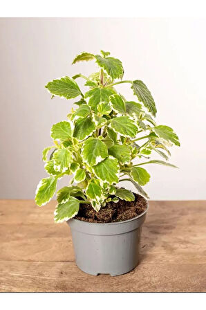 Çok Avantajlı Alacalı Benjamin Çiçeği Kokulu Bitki 1 ADET Saksılı (Plectranthus Forsteri) 10-20CM