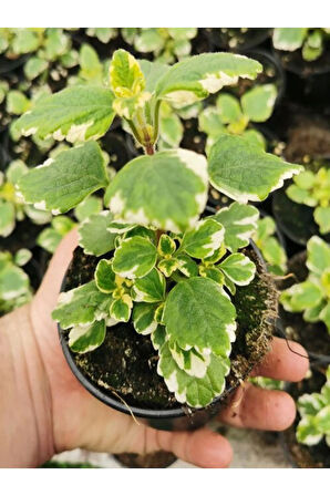 Çok Avantajlı Alacalı Benjamin Çiçeği Kokulu Bitki 1 ADET Saksılı (Plectranthus Forsteri) 10-20CM
