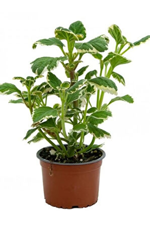 Çok Avantajlı Alacalı Benjamin Çiçeği Kokulu Bitki 1 ADET Saksılı (Plectranthus Forsteri) 10-20CM