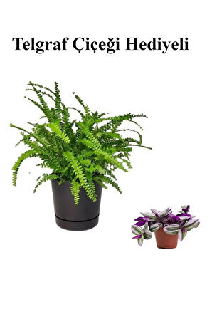 Hediyelik Aşk Merdiveni Çiçeği Sevgililer Gününe Özel TELGRAF HEDİYELİ