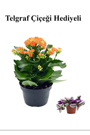 Kadınlar Gününe Özel Turuncu Renk Kalanşo-emel Hanım Çiçeği Telgraf Hediyeli