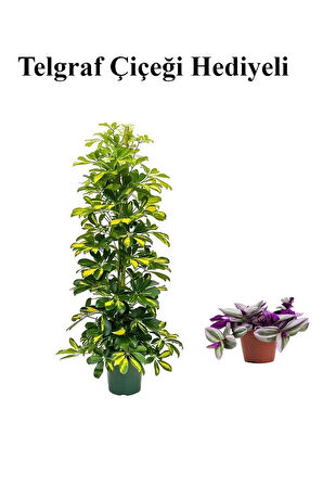 Hediyelik Sarı Alacalı Şeflera Bitkisi Sevgililer Gününe Özel TELGRAF HEDİYELİ