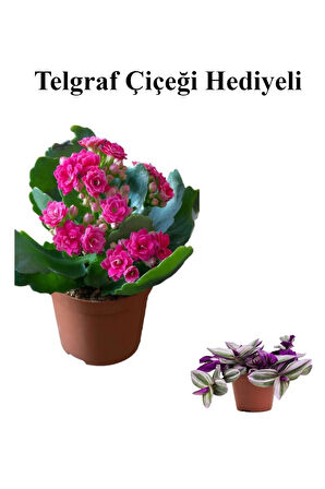 Kadınlar Gününe Özel Pembe Renk Kalanşo-emel Hanım Çiçeği Telgraf Hediyeli