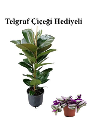 Parlak Canlı Yapraklı Kauçuk Bitkisi Sevgililer Gününe Özel TELGRAF HEDİYELİ