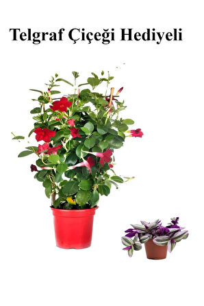Kokulu Kırmızı Mandevilla Sarmaşığı Sevgililer Gününe Özel TELGRAF HEDİYELİ