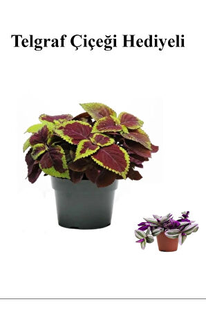 Renkli Yapraklı Yaprak-Cam Güzeli Sevgililer Gününe Özel TELGRAF HEDİYELİ