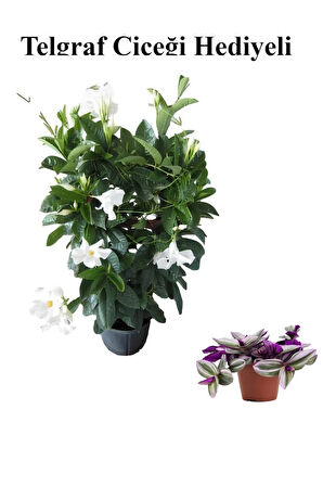 Kokulu Beyaz Mandevilla Sarmaşığı Sevgililer Gününe Özel TELGRAF HEDİYELİ