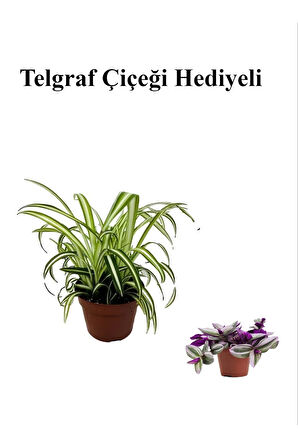 Sarı Yeşil Yapraklı Kurdele Çiçeği Sevgililer Gününe Özel TELGRAF HEDİYELİ