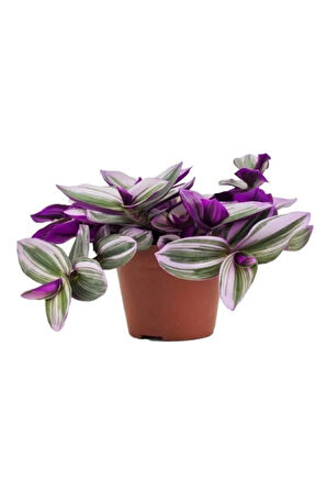 Avantajlı Zarif Yapraklı Difenbahya Bitkisi Sevgililer Gününe Özel Telgraf