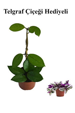 Sevgililer Gününe Özel Beyaz Renk Hoya-Mum Çiçeği TELGRAF HEDİYELİ