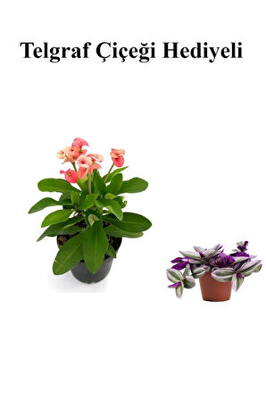 Pembe Çiçekli Milli Dikenler Tacı Kaktüs Sevgililer Gününe Özel TELGRAF HEDİYELİ