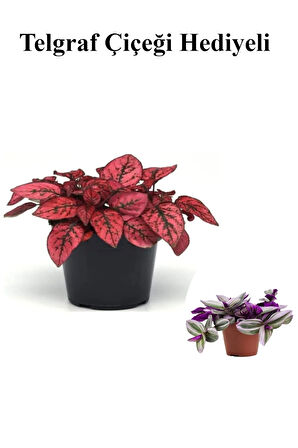 Kırmızı Renk Zarif Yapraklı Hostes Çiçeği Sevgililer Gününe Özel TELGRAF HEDİYELİ