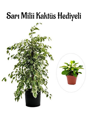 Hediyelik Beyaz Alacalı Benjamin Bitkisi Sevgililer Gününe Özel Sarı Milli Kaktüs HEDİYELİ