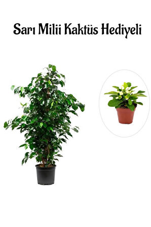 Hediyelik Yeşil Renk Benjamin Bitkisi Sevgililer Gününe Özel Sarı Milli Kaktüs HEDİYELİ
