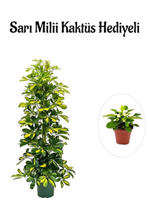 Hediyelik Sarı Alacalı Şeflera Bitkisi Sevgililer Gününe Özel Sarı Milli Kaktüs HEDİYELİ
