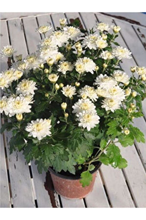 White Chrysanthemum Flower Beyaz Kasımpatı Çiçeği Fidanı 1 Adet 15-25 Cm Saksılı 