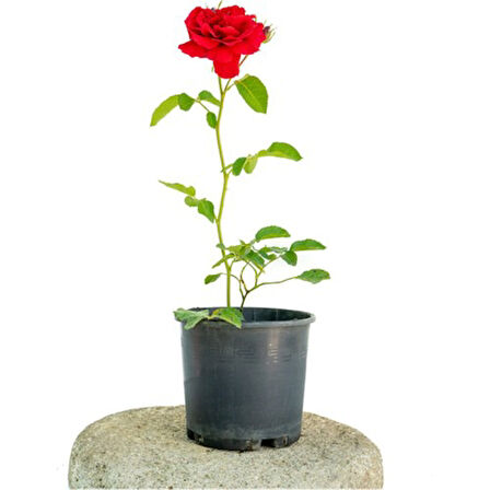 Alev Kırmızı Gül Fidesi Fidanı 10-20 cm