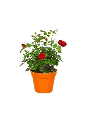 Kan Kırmızı Gül Fidanı 15-25 Cm