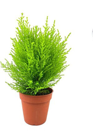 Limon Kokulu Limoni Servi Fidanı Limoni Servi Çam Ağacı 40-60 cm