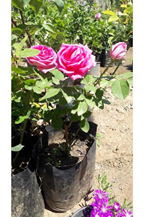Gerçek Isparta Gülü Fidanı 10-20 cm