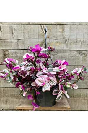 Pembe Telgraf Çiçeği Nanouk Telgraf Çiçeği 10-20 cm