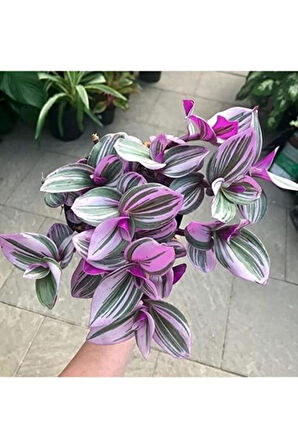 Pembe Telgraf Çiçeği Nanouk Telgraf Çiçeği 10-20 cm