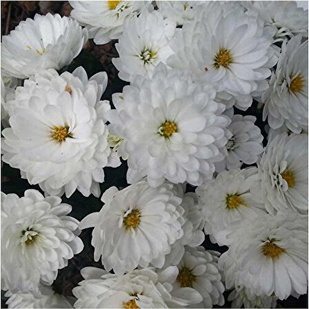 Kasımpatı Saksı’da (Chrysanthemum) Beyaz Renk 10-20 cm