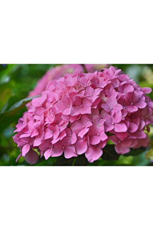 Hydrangea Mocnophylla Pembe Ortanca Fidanı 10-20 cm 
