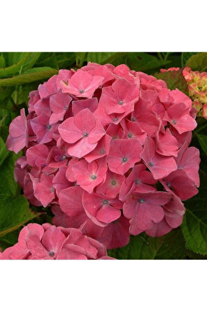 Hydrangea Mocnophylla Pembe Ortanca Fidanı 10-20 cm 