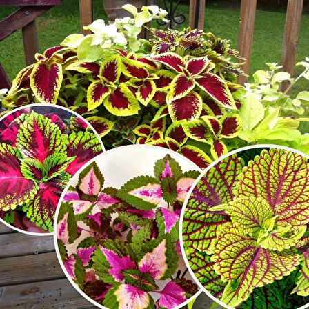 Biorganix Coleus Kolyos Çiçeği Özel Renk 10-20 Cm