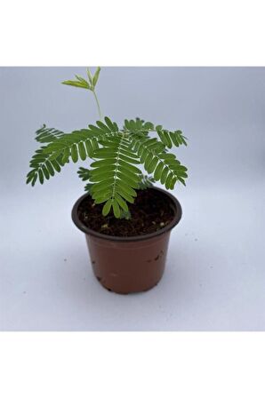 Saksılı Küstüm Çiçeği Fidanı Küçük Boy 3-13 Cm Mimosa Pudica