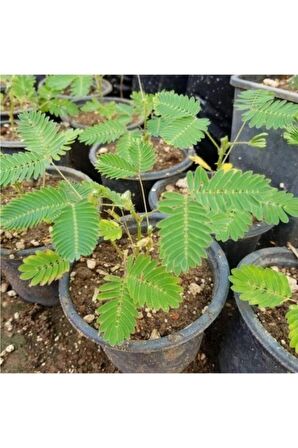 Saksılı Küstüm Çiçeği Fidanı Küçük Boy 3-13 Cm Mimosa Pudica