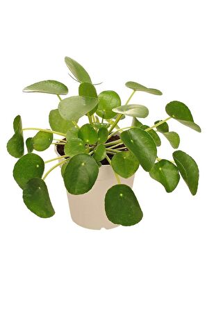 Çin Para Çiçeği Ağacı 10-20 Cm Pilea Peperomioides 