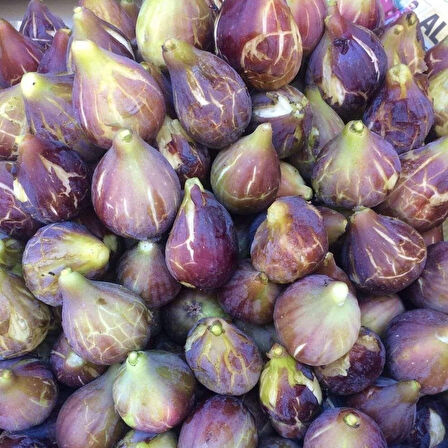 Tüplü Soğuklara Dayanıklı Geleneksel İri Meyveli Siyah Karadeniz Patlıcan İnciri Fidanı