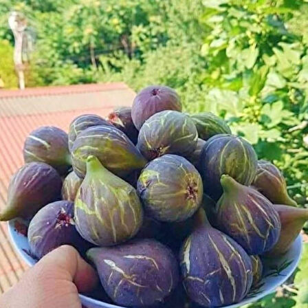 Tüplü Soğuklara Dayanıklı Geleneksel İri Meyveli Siyah Karadeniz Patlıcan İnciri Fidanı