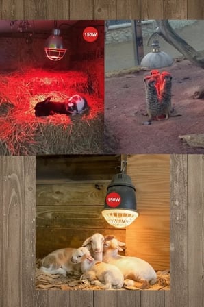 (6 Adet) 150W Kızılötesi Isıtıcılı Hayvan Isıtma ve Kuluçka Lambası (Kırmızı Işık) E27 (Kalın Duy)