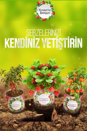 BiiShe® Konserve Bahçem Evde Konservede İri Yapraklı Roka Yetiştirme Kiti