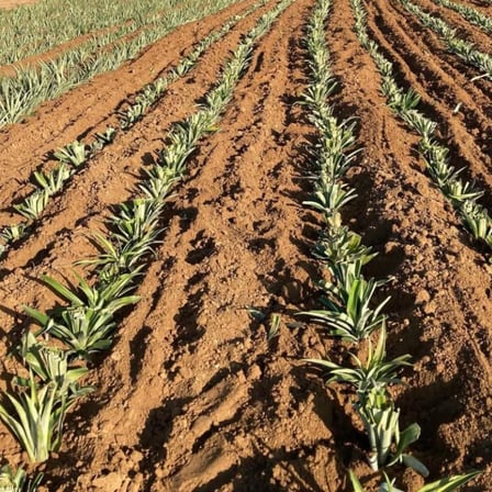 2’li Ananas Fidanı Seti - Evde Saksıda Meyve Veren Tropikal Ananas Fidesi (30-50 cm)