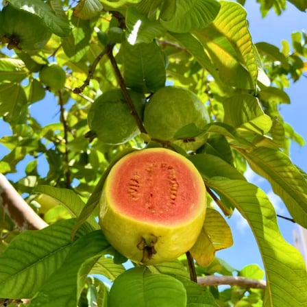 Pembe Guava Fidanı (Pink Guava) - 50-70 cm Büyük Boy Tüplü Egzotik Meyve