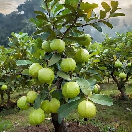 Pembe Guava Fidanı (Pink Guava) - 50-70 cm Büyük Boy Tüplü Egzotik Meyve
