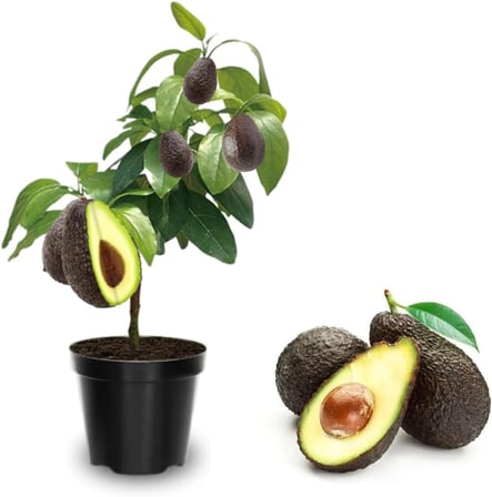 2’li Paket Aşılı Avokado Fidanı (Hass + Fuerte) – Tüplü, 70 cm, Yüksek Verimli