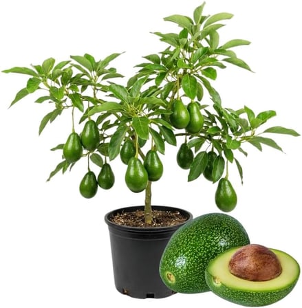 Aşılı Zutano Avokado Fidanı 50-70 cm - Bahçenizin Verimini Artıran En Güçlü Tozlayıcı Tür