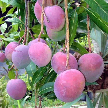Aşılı Tommy Atkins Mango Fidanı - 2 Yaş - Tüplü 60-70 cm - Kıpkırmızı Meyveli Dayanıklı Çeşit (Hemen Dikime Hazır)
