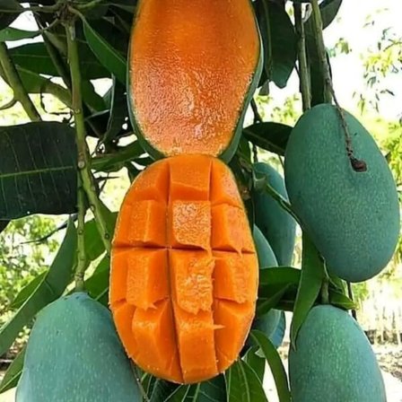 Aşılı Keo Mango Fidanı - 2 Yaş - Tüplü 60-70 cm - En Erken Meyve Veren Verimli Egzotik Çeşit