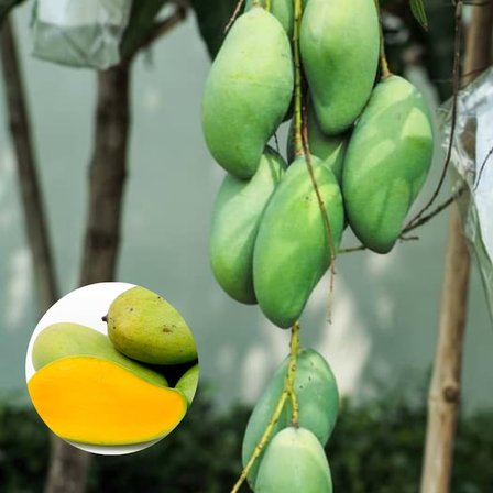 Aşılı Keo Mango Fidanı - 2 Yaş - Tüplü 60-70 cm - En Erken Meyve Veren Verimli Egzotik Çeşit