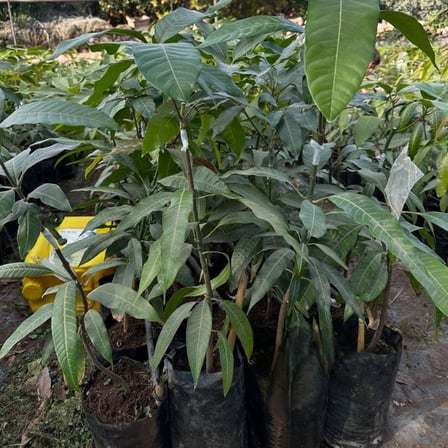 Aşılı Ataulfo Bal Mangosu Fidanı - 2 Yaş - Dünyanın En Tatlı Lifsiz Honey Mangosu - 60-70 cm Tüplü