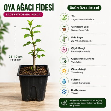 Oya Ağacı Fidesi (Lagerstroemia Indica) Saksılı Canlı Fide 25-40 cm Yaz Boyu Çiçekli